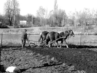 В апреле огород вскапывали плугом c запряженной парой лошадей